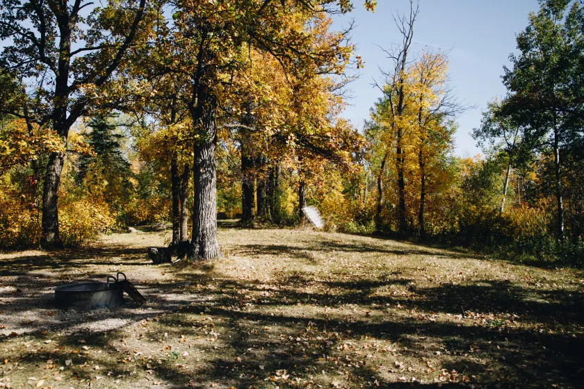 StateForests